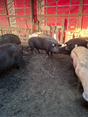 Vand scroafe pt sacrificare - imagine 4