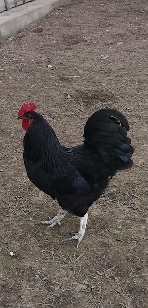 Cocos Australorp - imagine 2