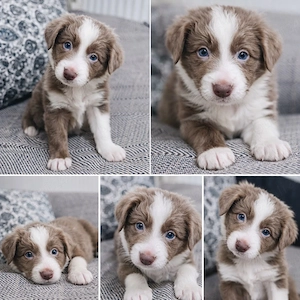 Border Collie cu Pedigree