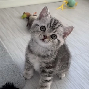 British shorthair băieței și fetițe  - imagine 3