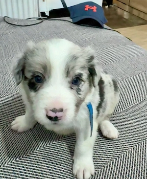 Border Collie cu Pedigree Uchr  - imagine 4