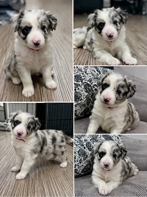 Border Collie cu Pedigree Uchr 