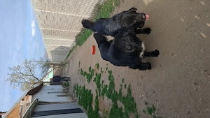 Ciobanesti CORBI pereche - imagine 2