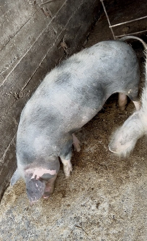 Purcei   porci proțap diverse mărimi  - imagine 3