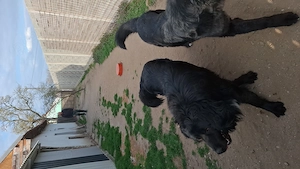 Ciobanesti CORBI pereche - imagine 4