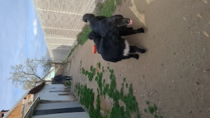 Ciobanesti CORBI pereche - imagine 3