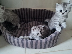 British shorthair puiuți