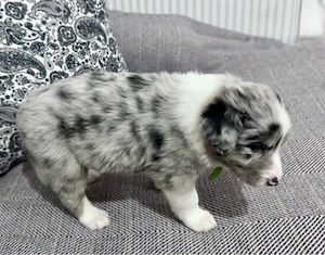 Border Collie cu Pedigree Uchr - imagine 2