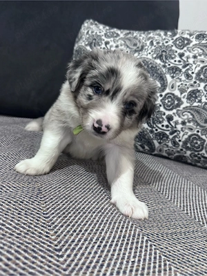 Border Collie cu Pedigree Uchr - imagine 5
