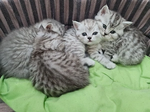 British shorthair puiuți - imagine 2