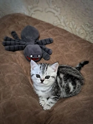 British shorthair pisoiasi superbi  - imagine 4