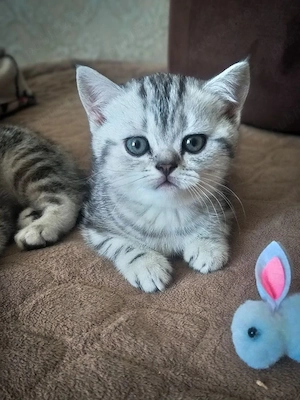 British shorthair pisoiasi superbi  - imagine 5