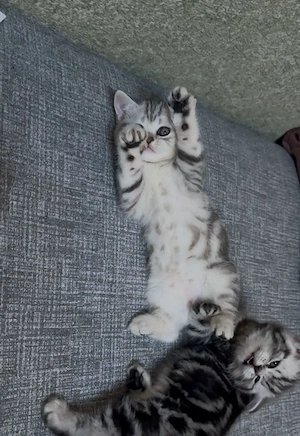 British shorthair pisoiasi superbi  - imagine 2