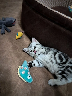 British shorthair pisoiasi superbi  - imagine 3