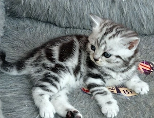 British shorthair motănei și pisicuțe 