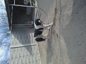 Ciobanesc Bucovinean femela - imagine 5