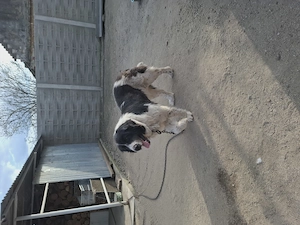 Ciobanesc Bucovinean femela - imagine 2