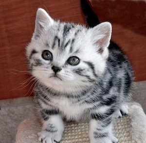 British shorthair motănei și pisicuțe  - imagine 3