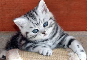 British shorthair motănei și pisicuțe  - imagine 2