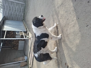 Ciobanesc Bucovinean femela - imagine 4