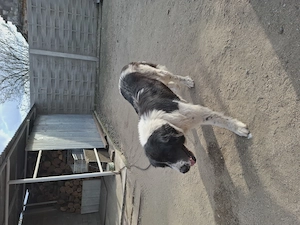 Ciobanesc Bucovinean femela - imagine 3