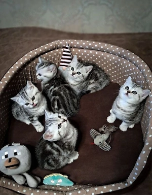 British shorthair motănei și pisicuțe  - imagine 4