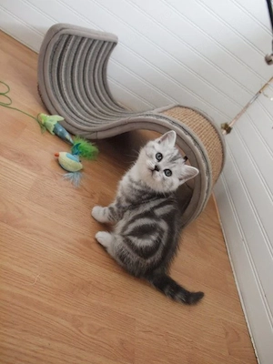 British shorthair pisoiași - imagine 3