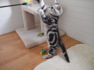 British shorthair pisoiași - imagine 2