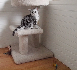 British shorthair pisoiași - imagine 4