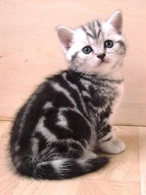 British shorthair pisoiași