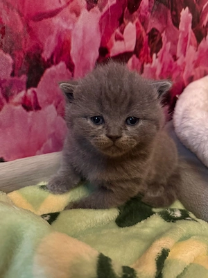 Scottish fold de vânzare  - imagine 2