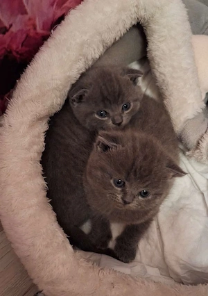 Scottish fold de vânzare  - imagine 3