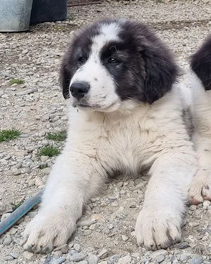 Puiuți Ciobănesc românesc de Bucovina 