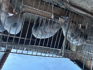 Vând porci de tăiat sau tinut  - imagine 2