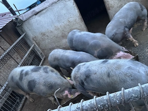 Vând porci de tăiat sau tinut  - imagine 4