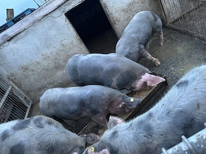 Vând porci de tăiat sau tinut  - imagine 5