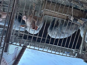 Vând porci de tăiat sau tinut  - imagine 3