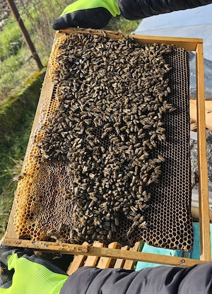 Miere de tei, salcâm și polifloră - Stupina Caramet - imagine 3