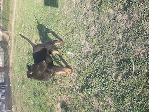 Masculul ciobanesc belgian malinois  - imagine 3
