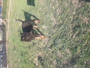 Masculul ciobanesc belgian malinois  - imagine 4