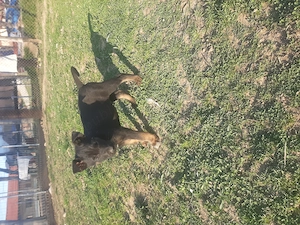 Masculul ciobanesc belgian malinois  - imagine 2