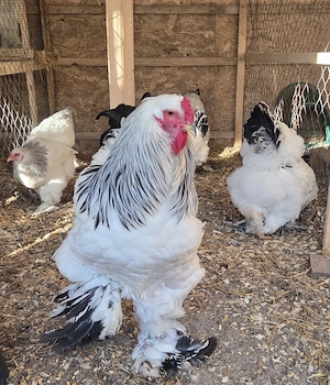 Pui Brahma Hd, Australorp, Wyandotte Gsg, matase japoneza - imagine 2