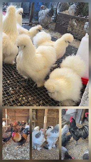 Pui Brahma Hd, Australorp, Wyandotte Gsg, matase japoneza - imagine 3