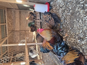 Pui Brahma Hd, Australorp, Wyandotte Gsg, matase japoneza - imagine 5