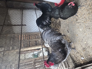 Pui Brahma Hd, Australorp, Wyandotte Gsg, matase japoneza - imagine 4