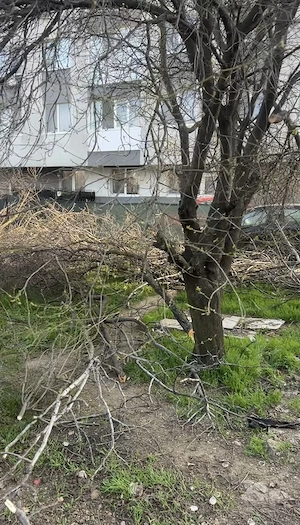 lemne vreascuri gratis 