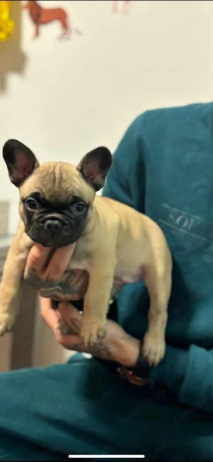 Vând buldog francez (femela) - imagine 2