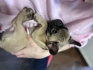 Vând buldog francez (femela) - imagine 3