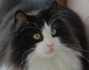 siberiana de padure - imagine 3