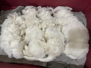 Bichon Maltez 2 luni  - imagine 2